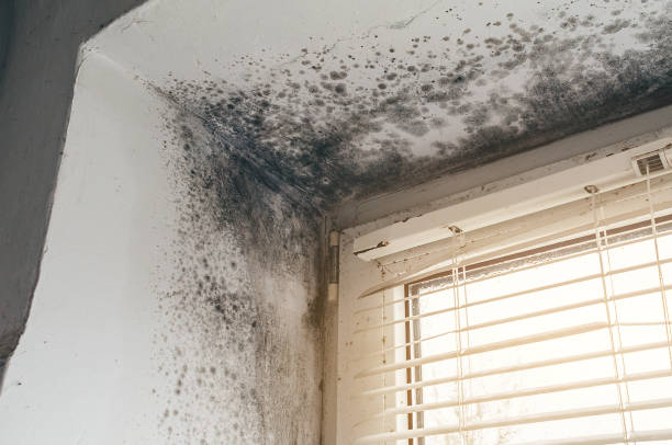 Mold Removal service in Raritan